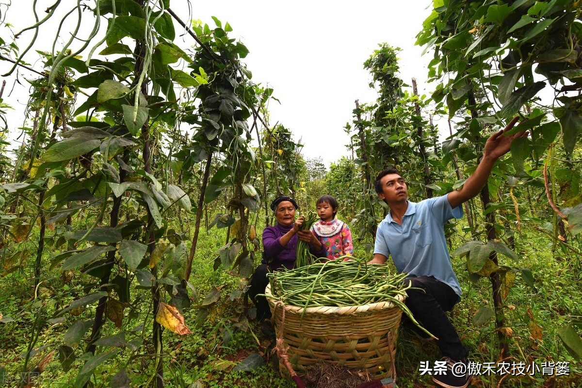 种植豆角的技术和方法（最全相关豆角种植和管理攻略）