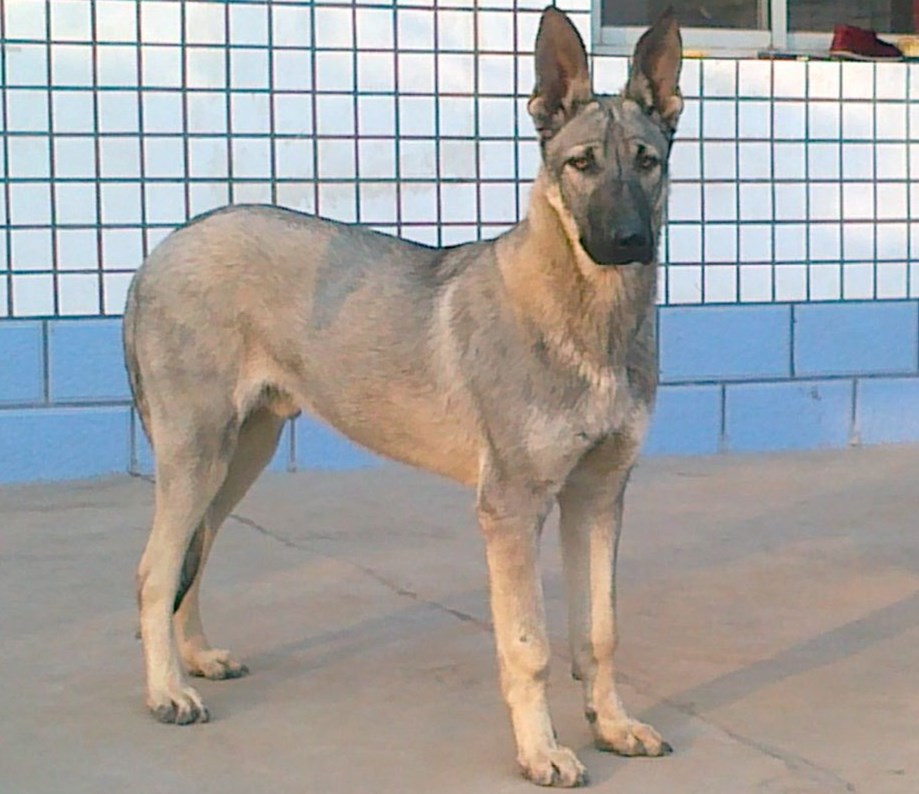 黑狼犬的优点和缺点 黑狼犬好养吗 - 汽车时代网