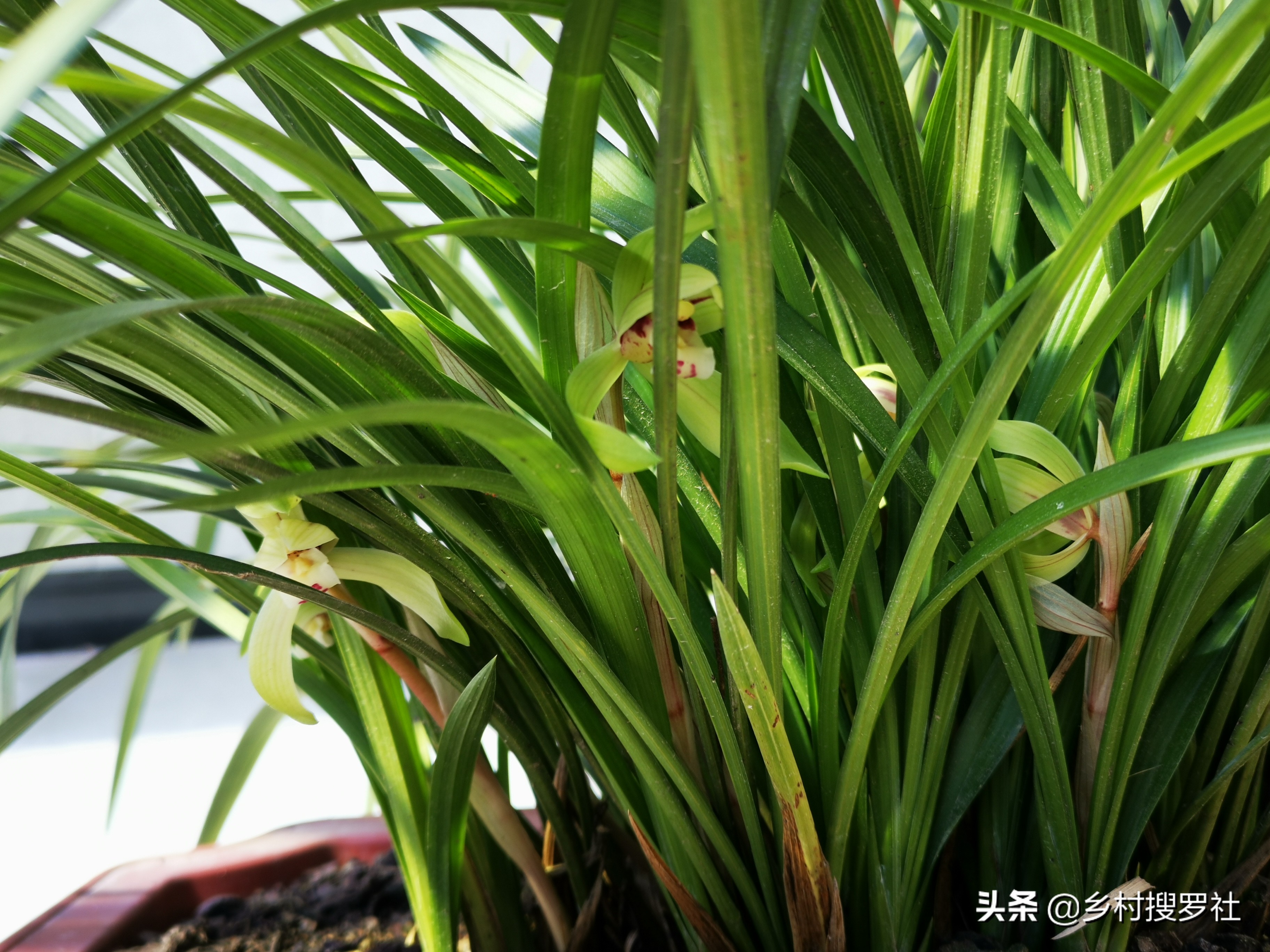 兰花怎么养才能旺盛？兰友：利用土肥水光风，养兰就容易了