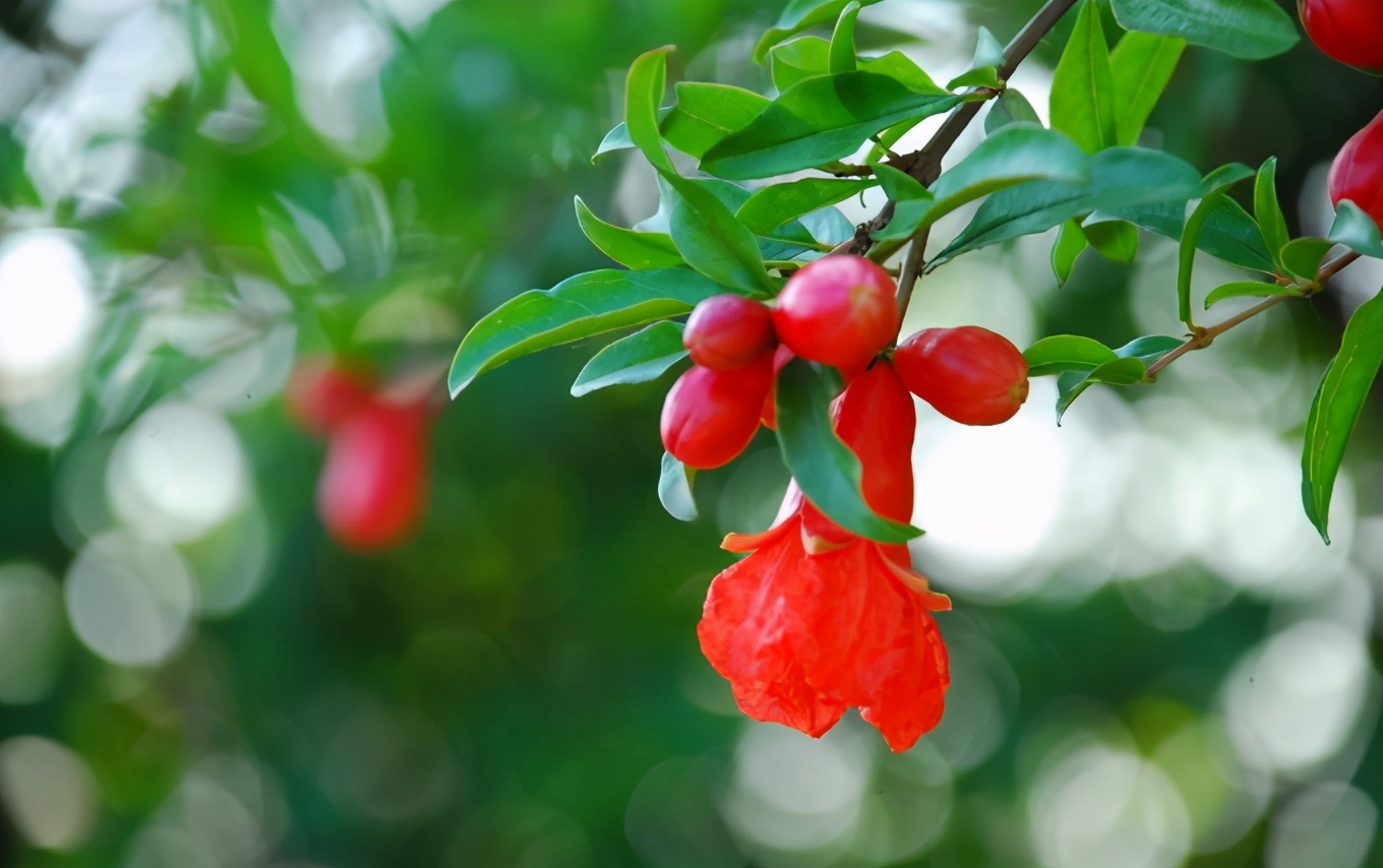 「诗词鉴赏」榴花初染火般红，古诗词里的榴花，燃烧着整个夏天