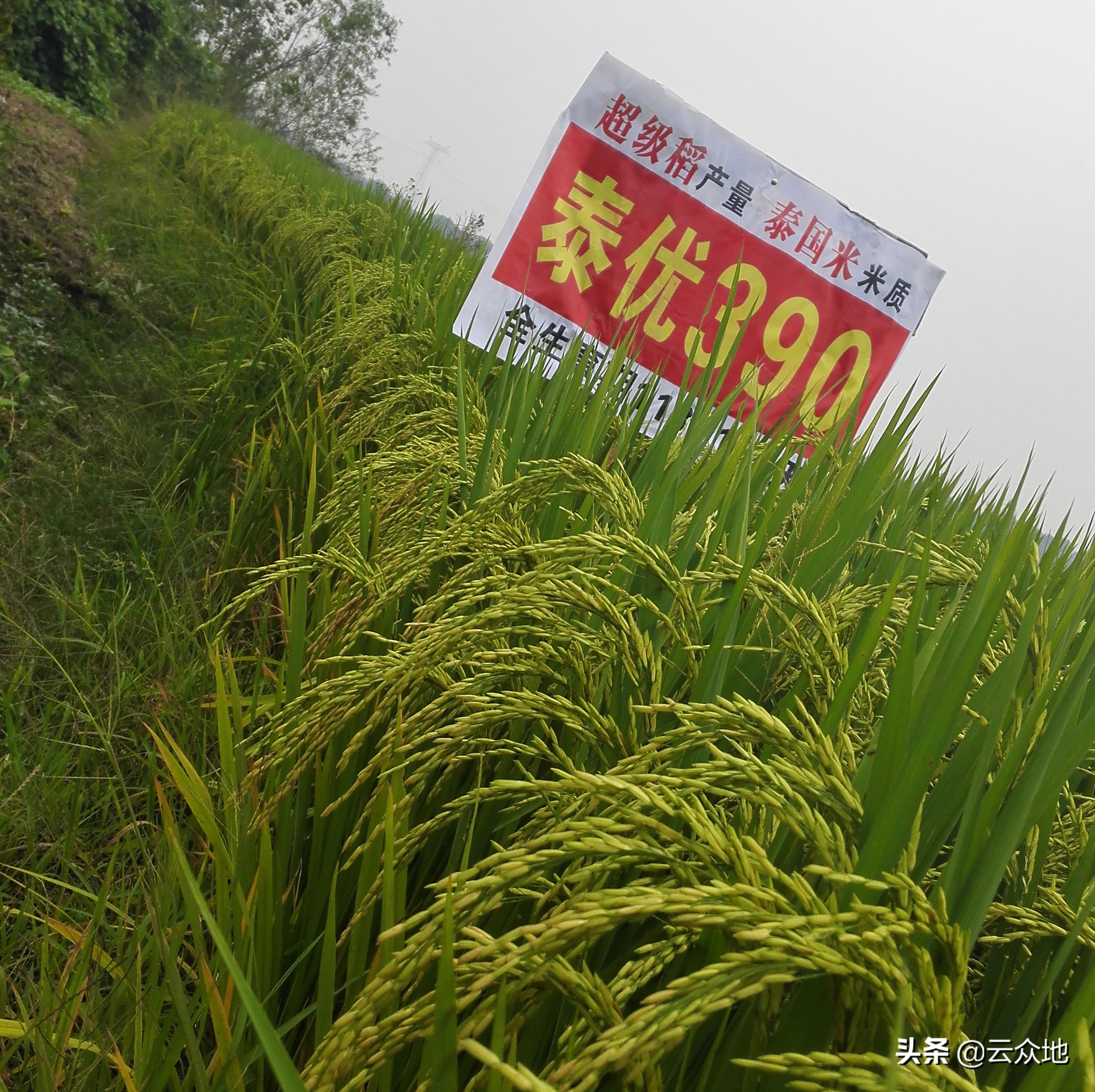 黄华占水稻价格优质杂交稻泰优390