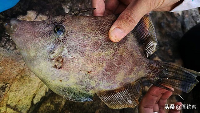 馬臉魚 一種看起來像馬臉的海魚 吃時會剝皮 天天看點