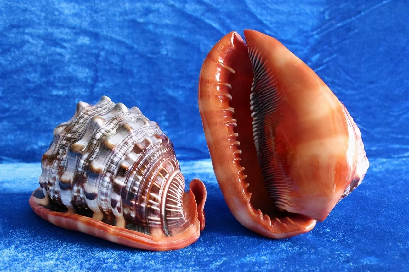 今天为大家带来世界四大名螺和一个我感觉非常好看的海螺