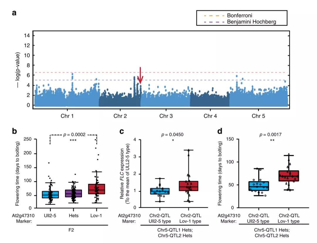 安徽农业大学李培金团队揭示植物花期调控的新机制