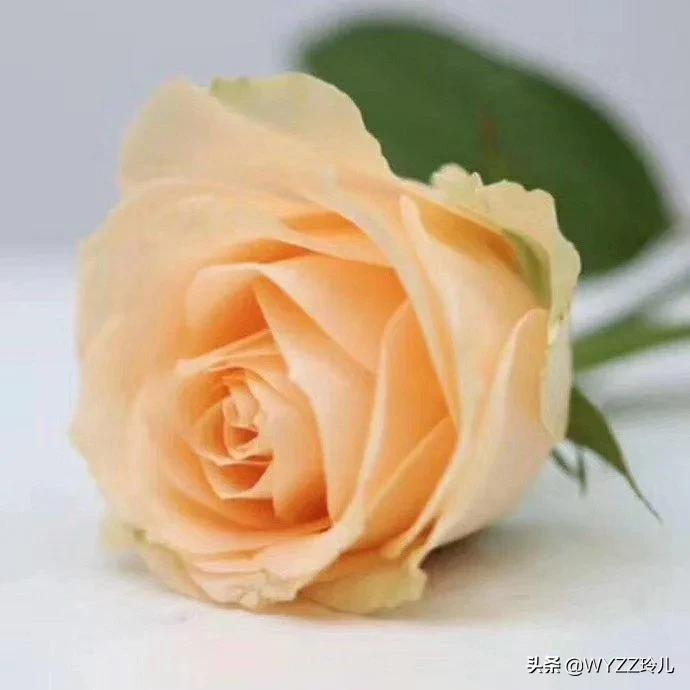 玫瑰花竟有10种颜色，你知道它们代表着不同的花语吗？