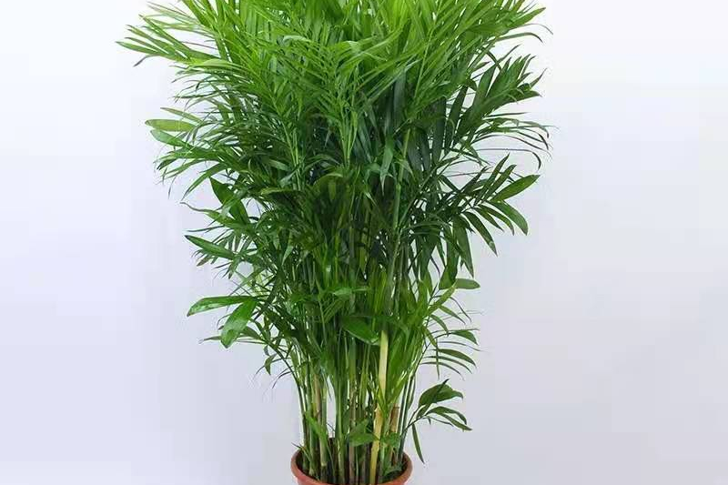 养殖夏威夷竹子的温度控制在20摄氏度左右,冬季要把植株放到室内养殖