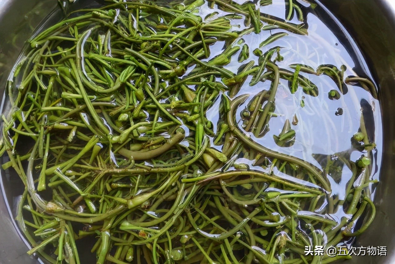 图9.1 欧菱图9.2 菱角菜图9.