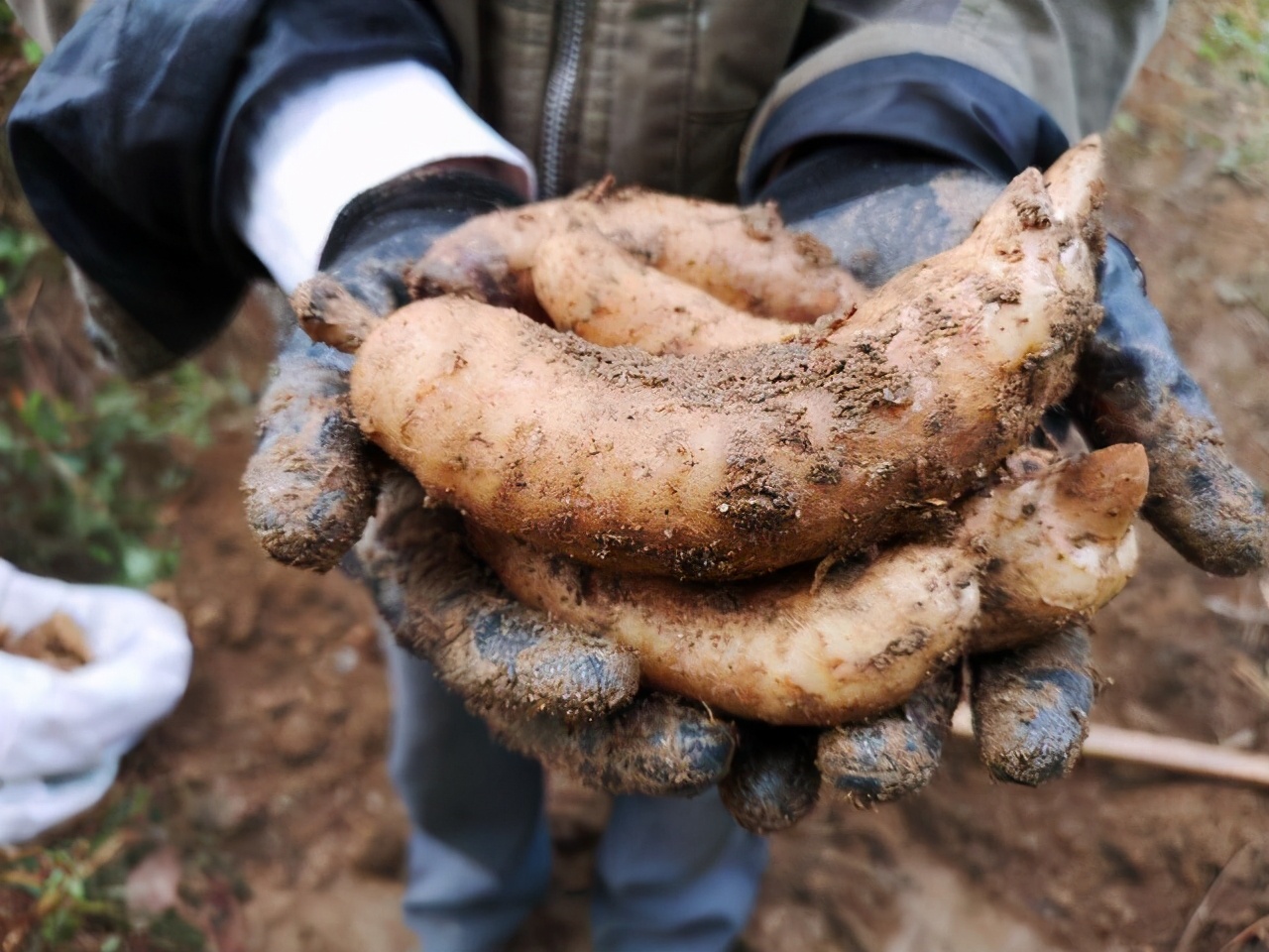 野生植物像人参，一斤卖500元都有人抢着买，为啥农民不愿挖？