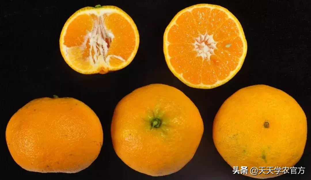 橘子种类有哪些(教你分辨19个柑橘新品种)