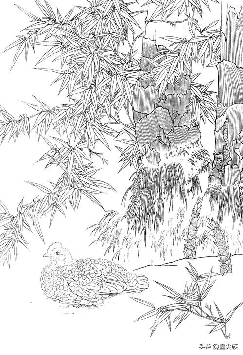 竹子高清白描线稿图片下载41幅