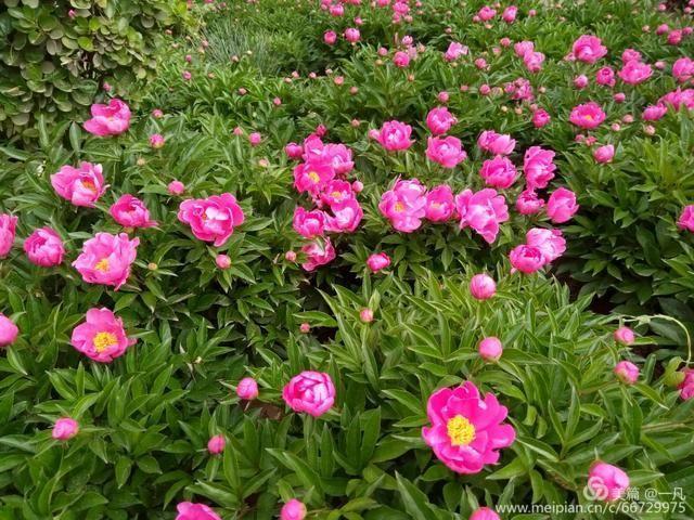 年年蟾宫折桂，岁岁铸就辉煌——热烈庆祝高邑一中2020年高考再创新高