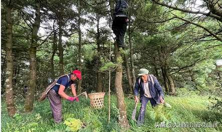 山风袭来，翠微千里，松塔俏立枝头，松仁清香弥漫在空气中