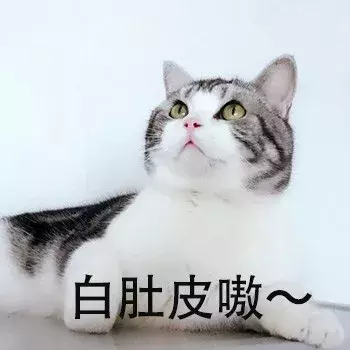 新手第一次养猫,选择英短还是美短呢?总算搞清楚了