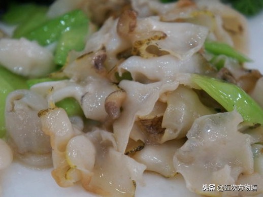 青岛常见海螺图鉴