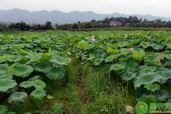 蓮藕種植時間及方法,觀賞蓮藕種植時間及方法