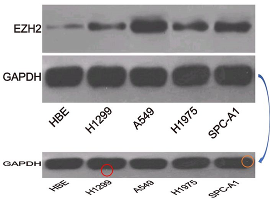 江苏师范大学发表的SCI论文被质疑