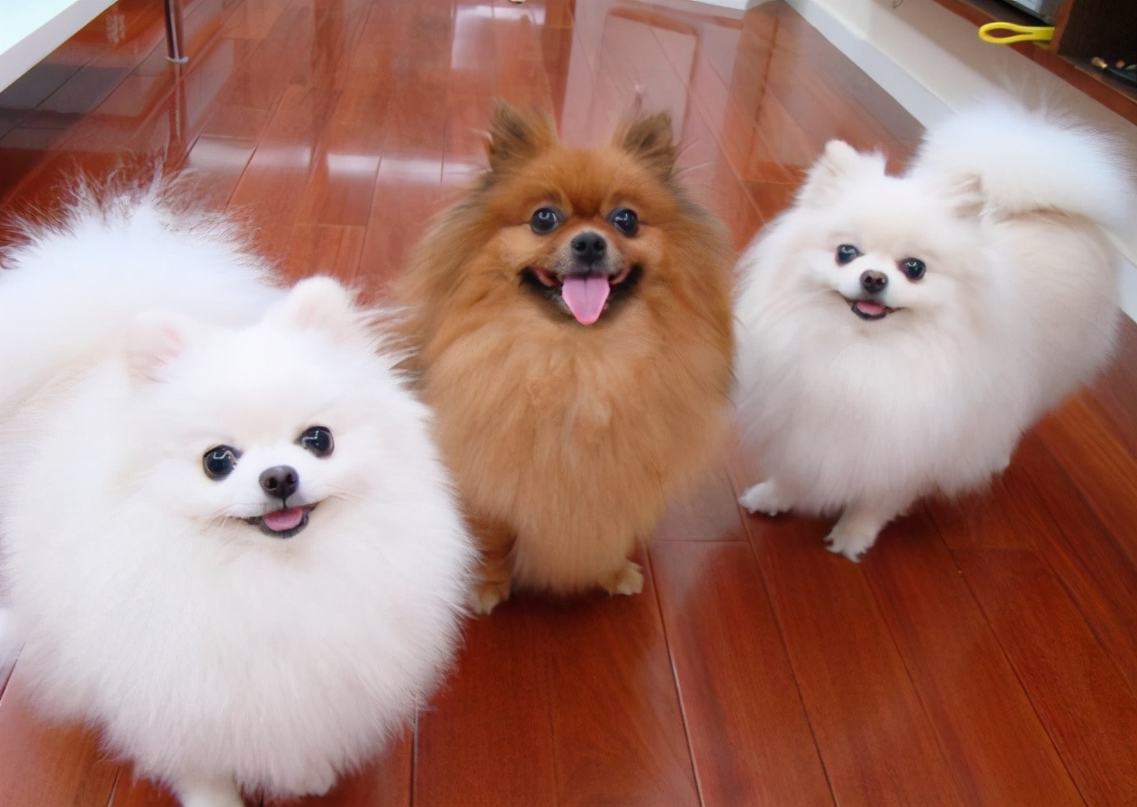 如何区分"纯种"博美和"串串"博美,看看你家狗纯吗?