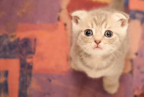 最好“养”的猫咪排名榜来了，第1名当之无愧