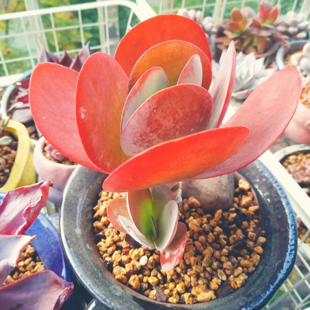 喜欢多肉老桩-喜欢多肉老桩的沧桑感