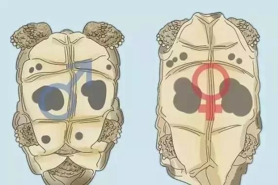 教大家如何分辨乌龟雌雄以及繁殖小乌龟
