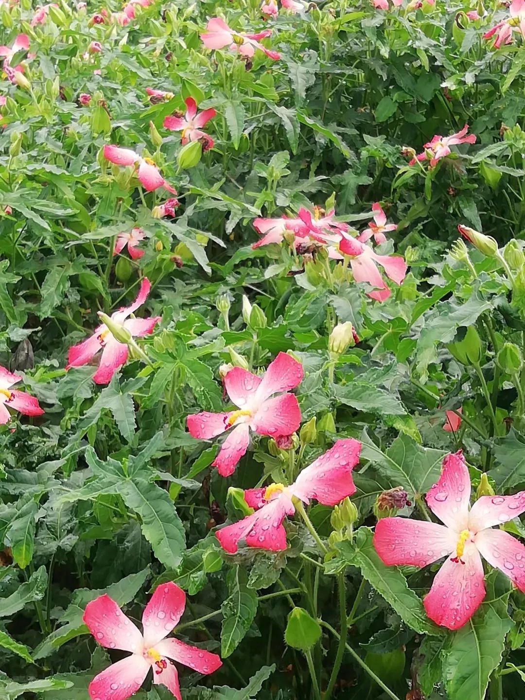 草木人间*秋花在野,红花箭叶秋葵