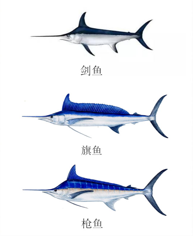 能刺穿潜艇，丝毫不畏惧人类？1年能长90厘米，海洋中最猛的3种鱼