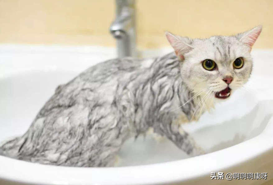 怎么判断感染猫藓，猫藓又是什么，猫藓患者教你预防治疗的好办法