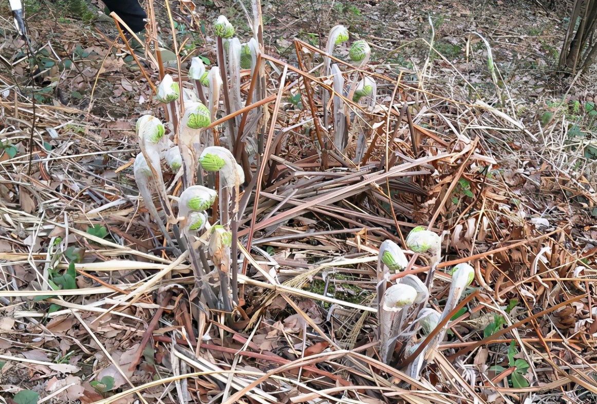 牛毛广图片功效与作用(微菜 赤虎壹号