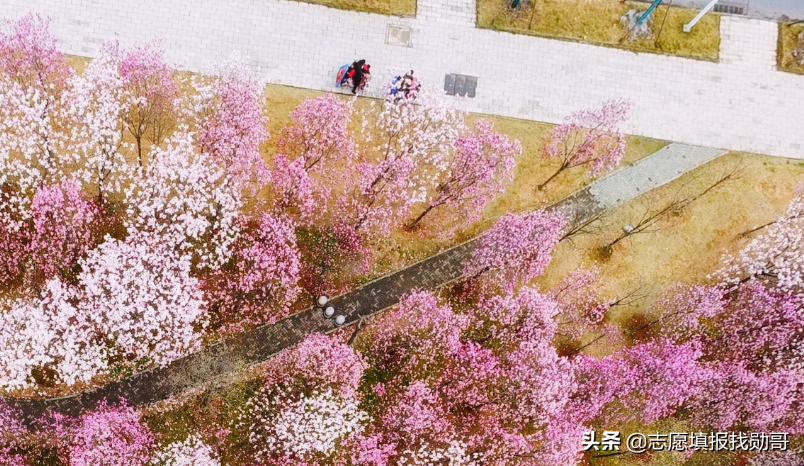 纠结武大和华科，看完这个分析表，你就会选了