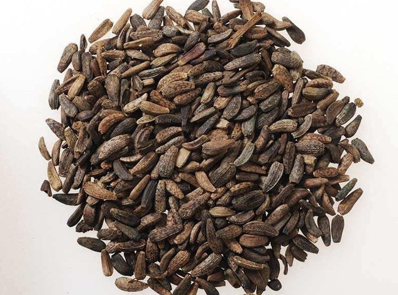 《本草精荟》:清肺利咽:牛蒡子的功效与应用