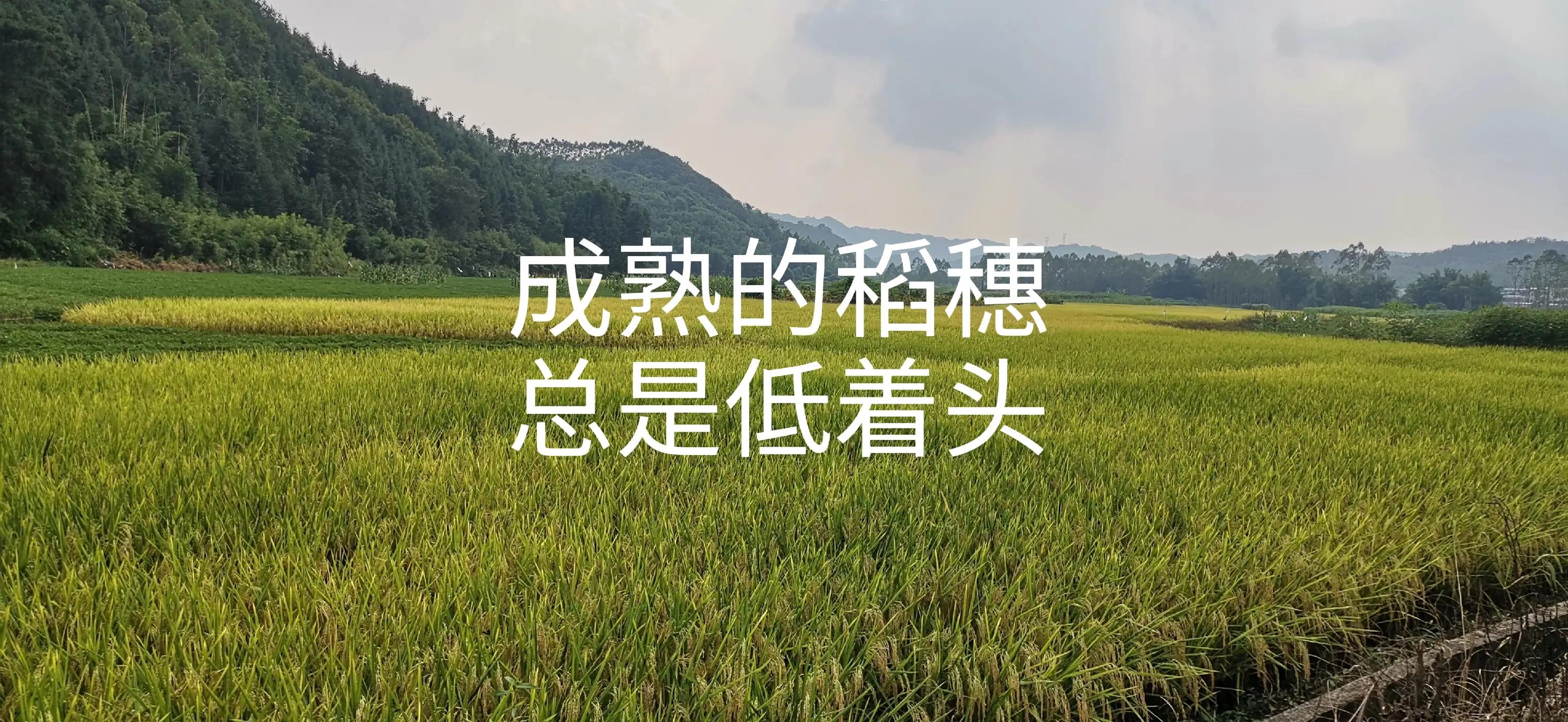 致敬平凡英雄：默默奉献的网约车司机们