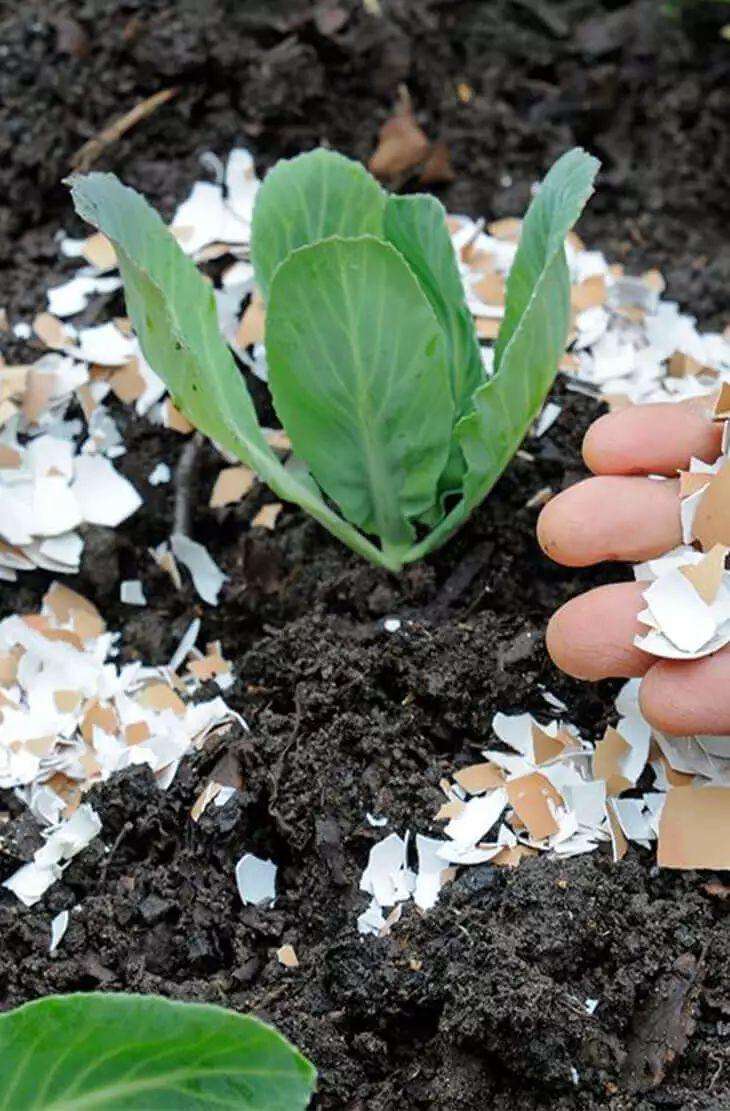 鸡蛋壳不要乱扔，放到土壤就是有机肥，营养比肥料还要足