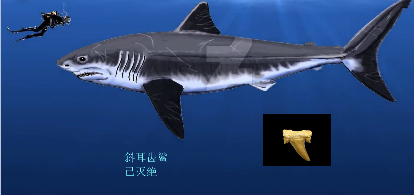 鲨鱼的种类鲨鱼的种类及名称图片