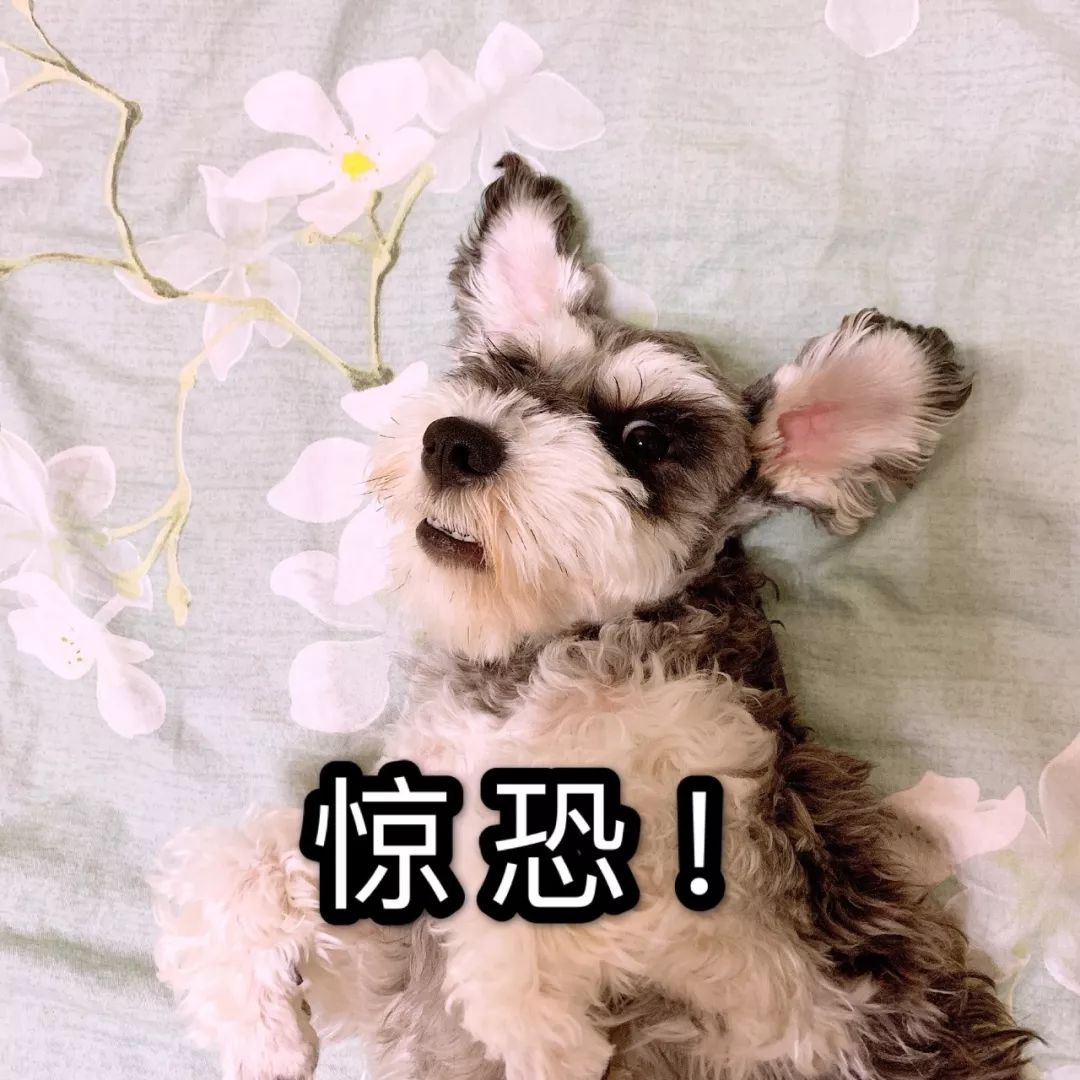 【科普：什么是犬瘟热？犬瘟热的预防及治疗】