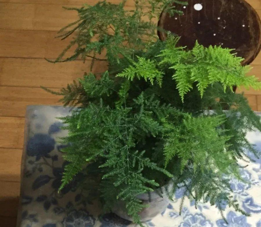 15种花很耐养,掰个叉做水培,发芽开花都可以!