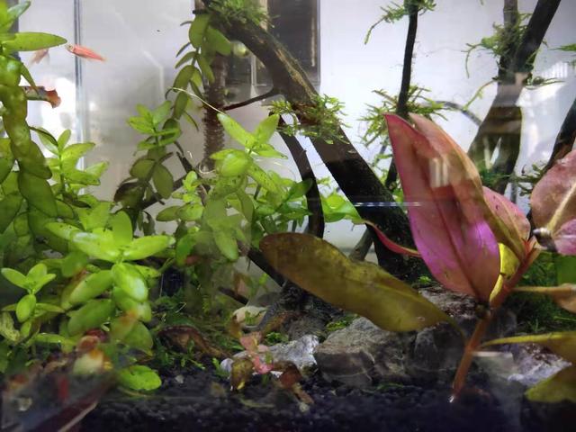 什么魚缸都可以養魚，并且都能養好，我們應該如何選擇為好呢？