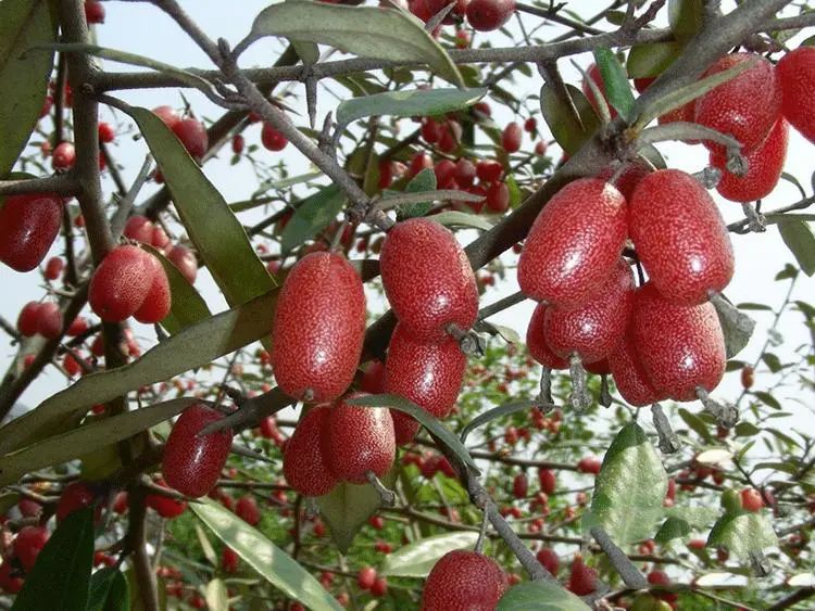 春天来了!湖南农村最常见的野菜,野果,你吃过几种?
