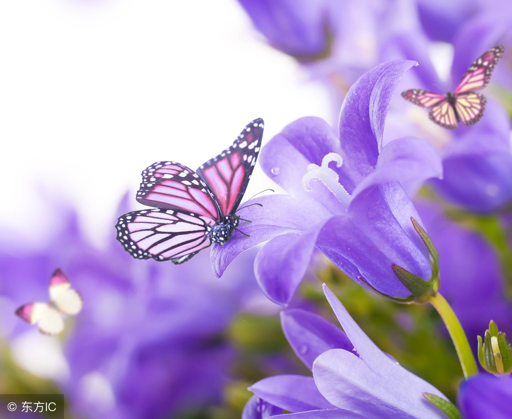 在这春光明媚百花齐放的季节,一起来读这描写蝴蝶的8首诗吧