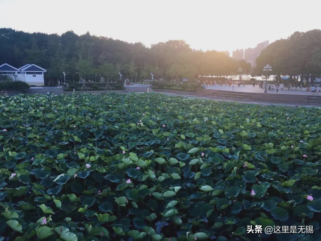 荷花几点开放（几处早荷邀人醉宜兴赏荷地图请收好）