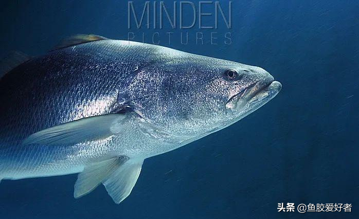 魚膠界的勞斯萊斯：金錢鰵魚膠為什麽能排在第一，真有這麽神奇嗎
