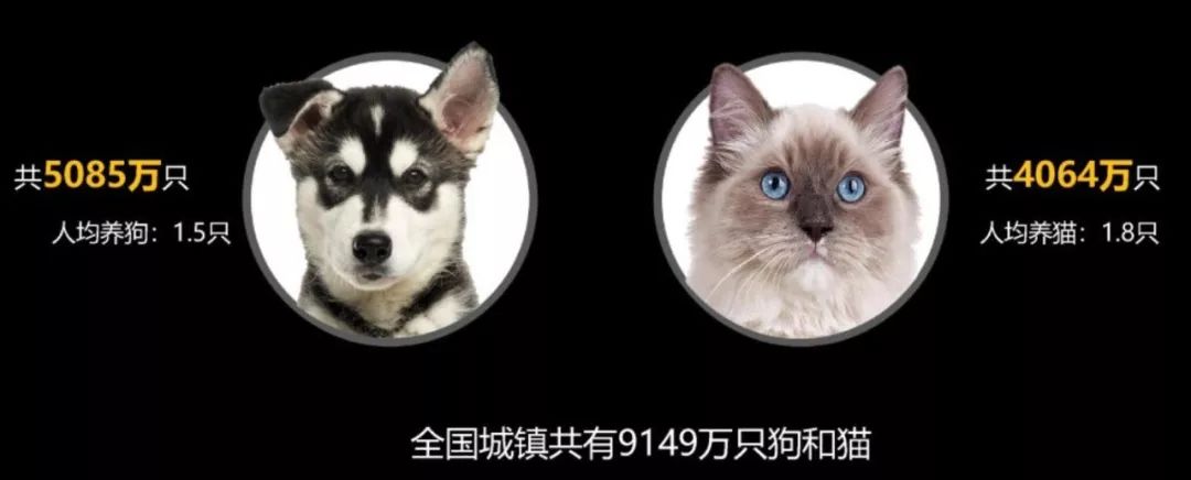 十大名猫闪亮登场，看看你最喜欢哪种