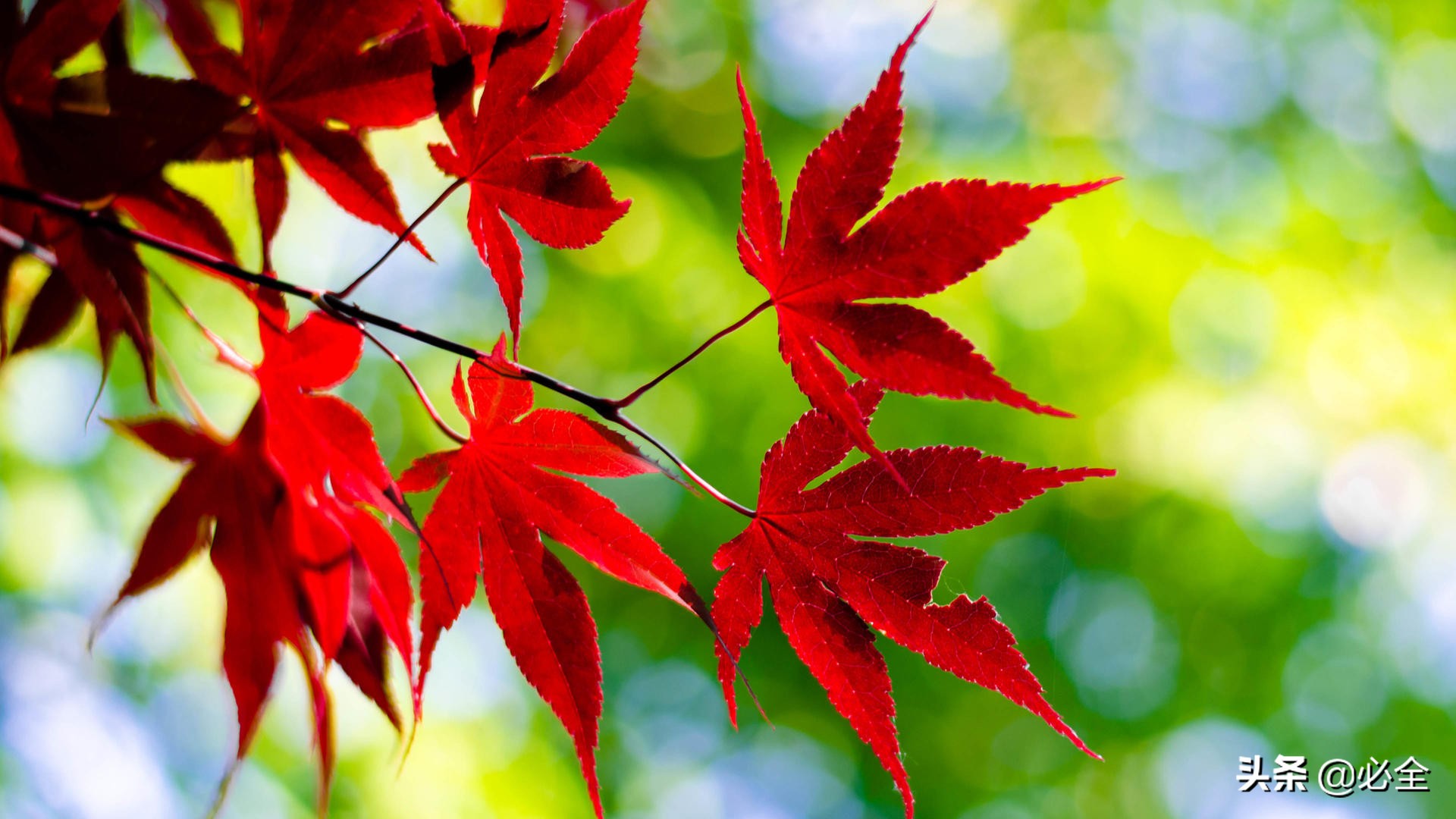 红枫什么品种最红最好(十大最有前景的彩叶苗木) - 红枫叶子图片