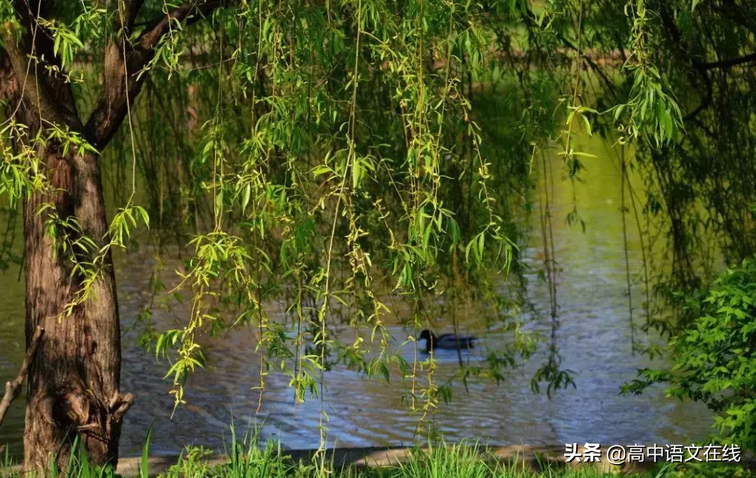 咏柳诗词大全 沾衣欲湿杏花雨,吹面不寒杨柳风.