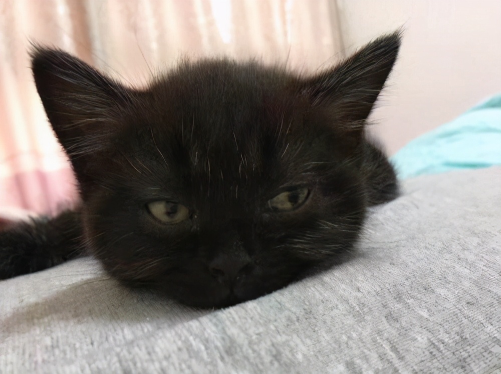 英短渐层猫图片(最常见的英国短毛猫种类) - 赤虎壹号