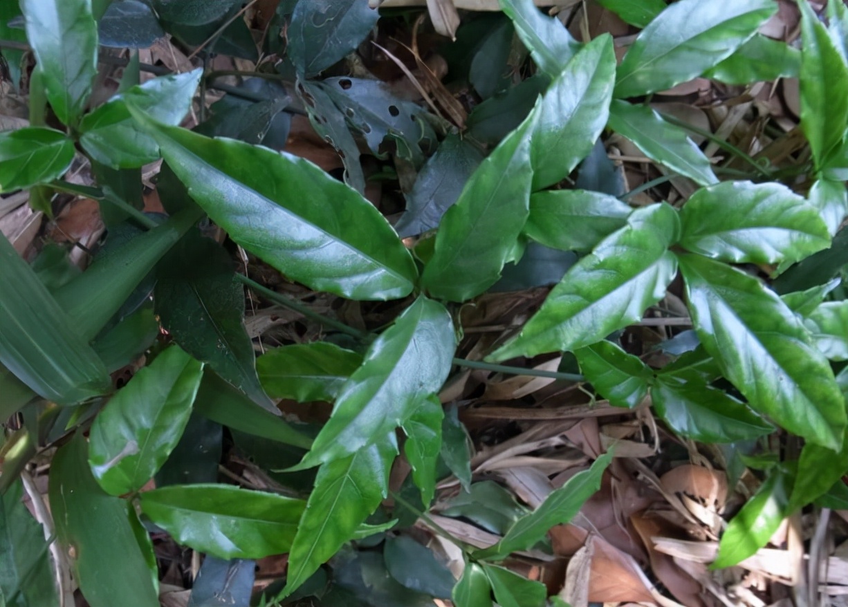 三叶青:长有3片叶子好辨认,年年有人采挖,如今靠种植400元/斤