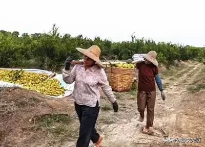 全国最贵的陈皮有多贵?50克一万元