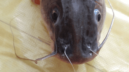 剑骨鱼是什么鱼「精华」 _生活常识_小高教学网