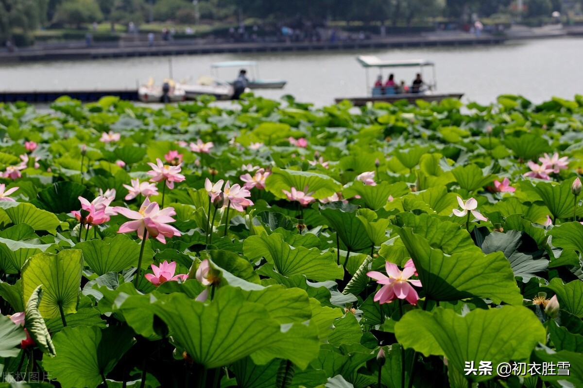 西湖荷花诗词五首：日出江花红胜火，映日荷花别样红