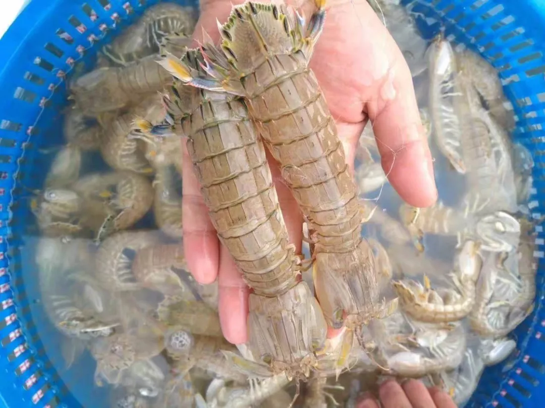 「特别聚焦」迁安人注意!这家海鲜店销售的皮皮虾不合格