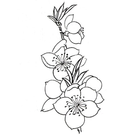 侧面一簇花朵单个花蕾桃花局部练习所属专题:中国画基础学堂——白描